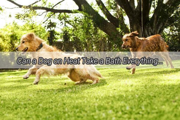 Can a Dog on Heat Take a Bath Everything You Need to Know About Bathing Your Pooch During Estrus